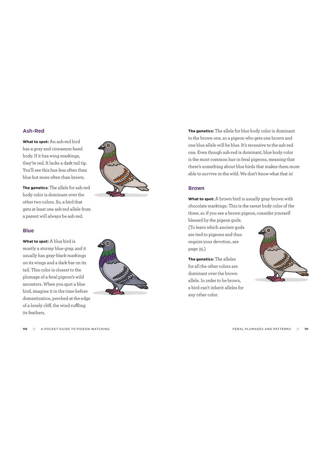 A Pocket Guide to Pigeon Watching: Getting to Know the World's Most Misunderstood Bird