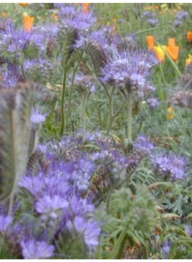 Phacelia tanacetifolia - Tansy Leaved Phacelia (Seed)