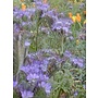 Phacelia tanacetifolia - Tansy Leaved Phacelia (Seed)