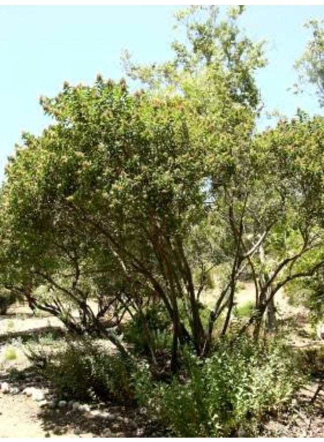 Malosma laurina - Laurel Sumac (Plant)