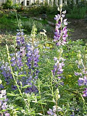 Lupinus Albifrons Silver Bush Lupine Seed