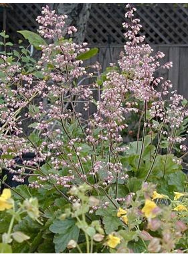 Heuchera maxima - Island Alumroot (Seed)