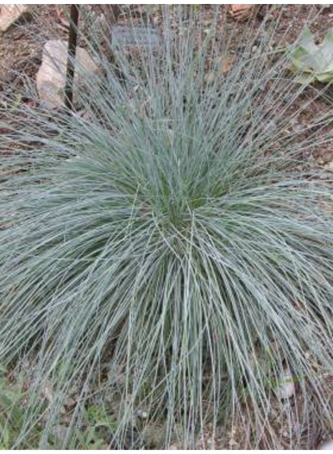 Festuca idahoensis - Idaho Fescue (Seed)