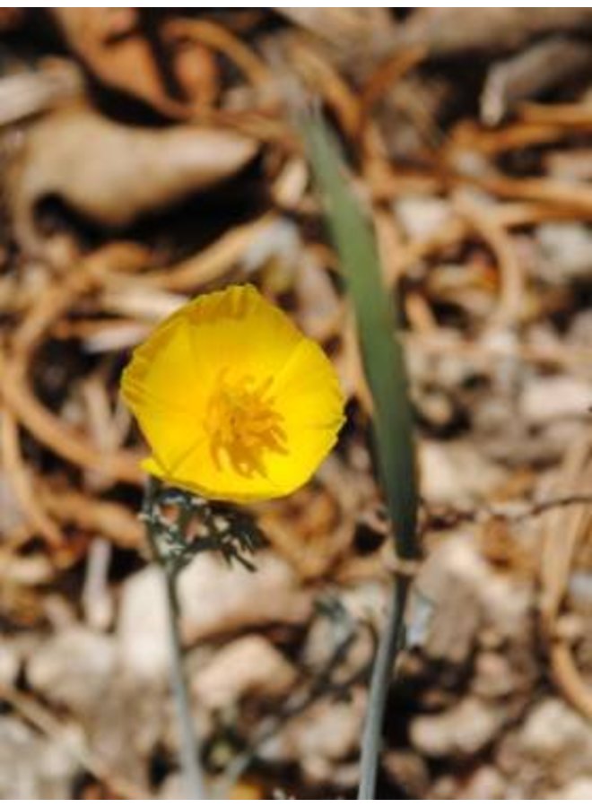 Eschscholzia caespitosa - Foothill Poppy, Tufted Poppy (Seed)