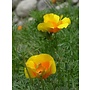Eschscholzia californica var. maritima - Coastal California Poppy (Seed)