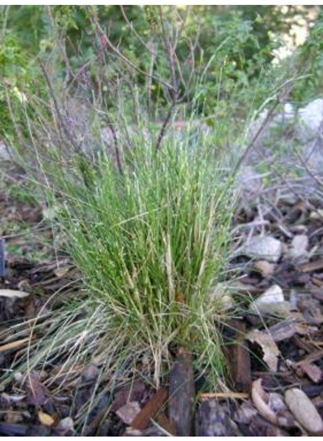 Deschampsia elongata - Slender Hairgrass (Seed)