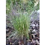 Deschampsia elongata - Slender Hairgrass (Seed)