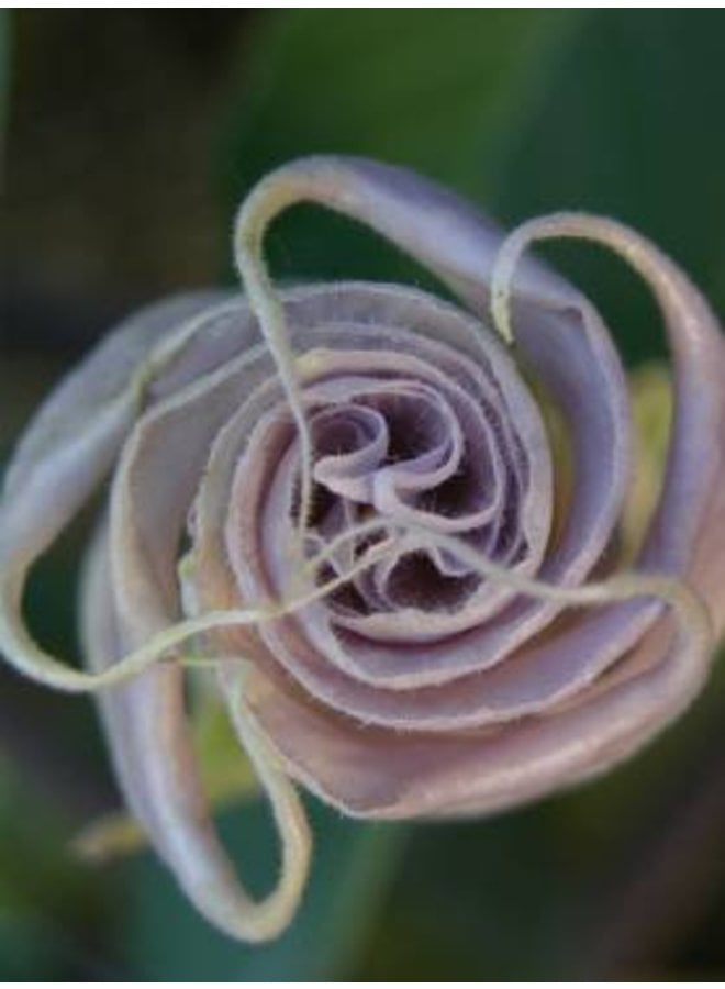 Datura wrightii - Sacred Datura, Jimsonweed (Seed)
