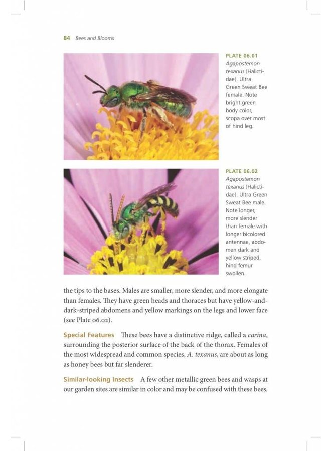 California Bees & Blooms: A Guide for Gardeners and Naturalists