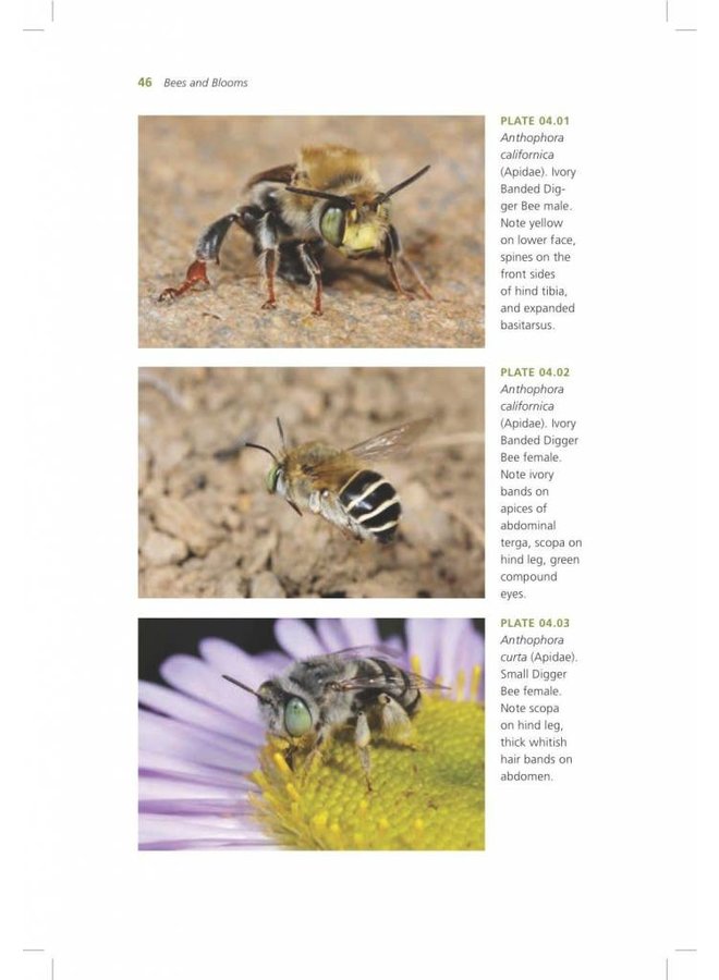 California Bees & Blooms: A Guide for Gardeners and Naturalists