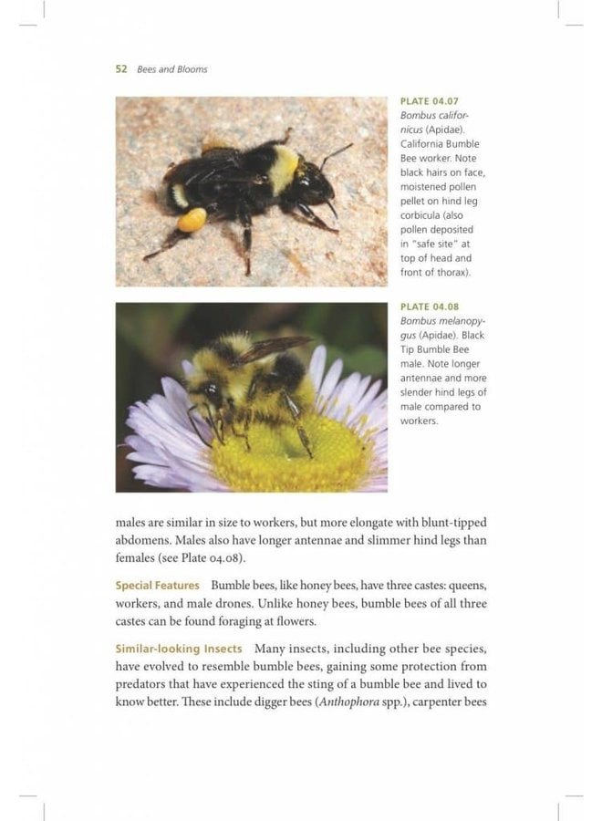 California Bees & Blooms: A Guide for Gardeners and Naturalists