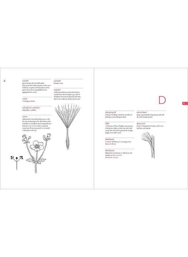 A Botanist's Vocabulary: 1300 Terms Explained and Illustrated