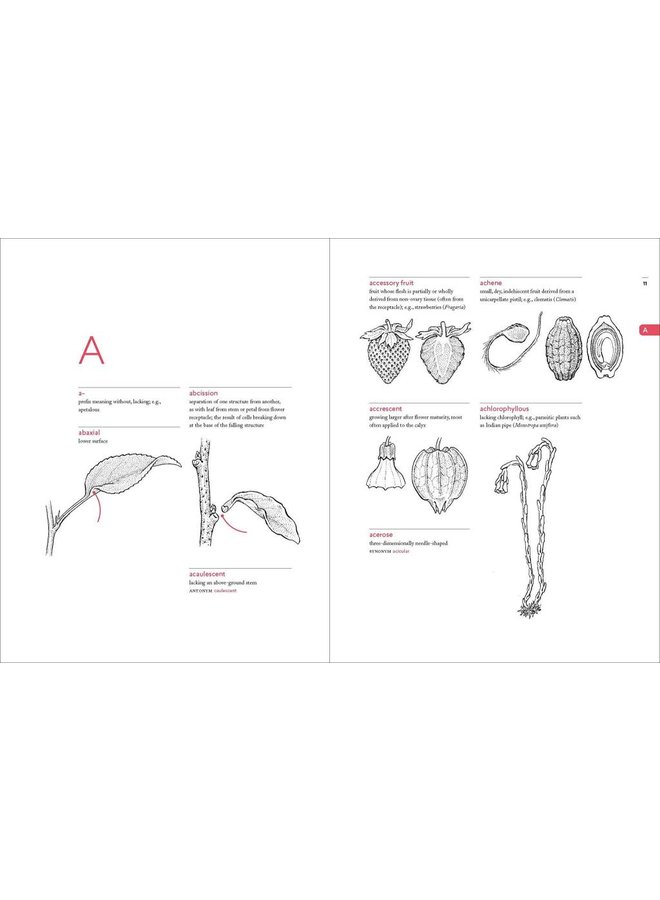 A Botanist's Vocabulary: 1300 Terms Explained and Illustrated