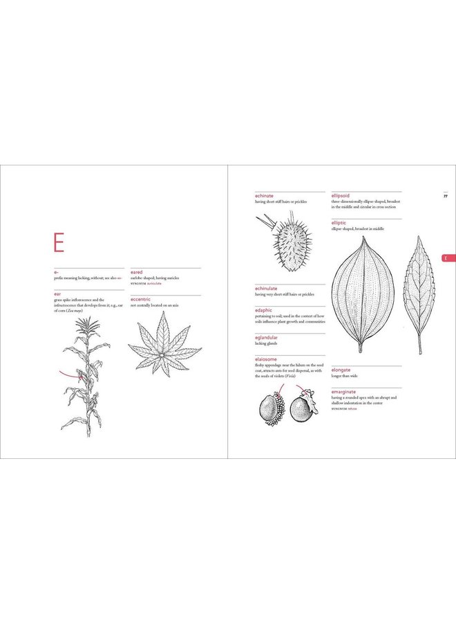 A Botanist's Vocabulary: 1300 Terms Explained and Illustrated
