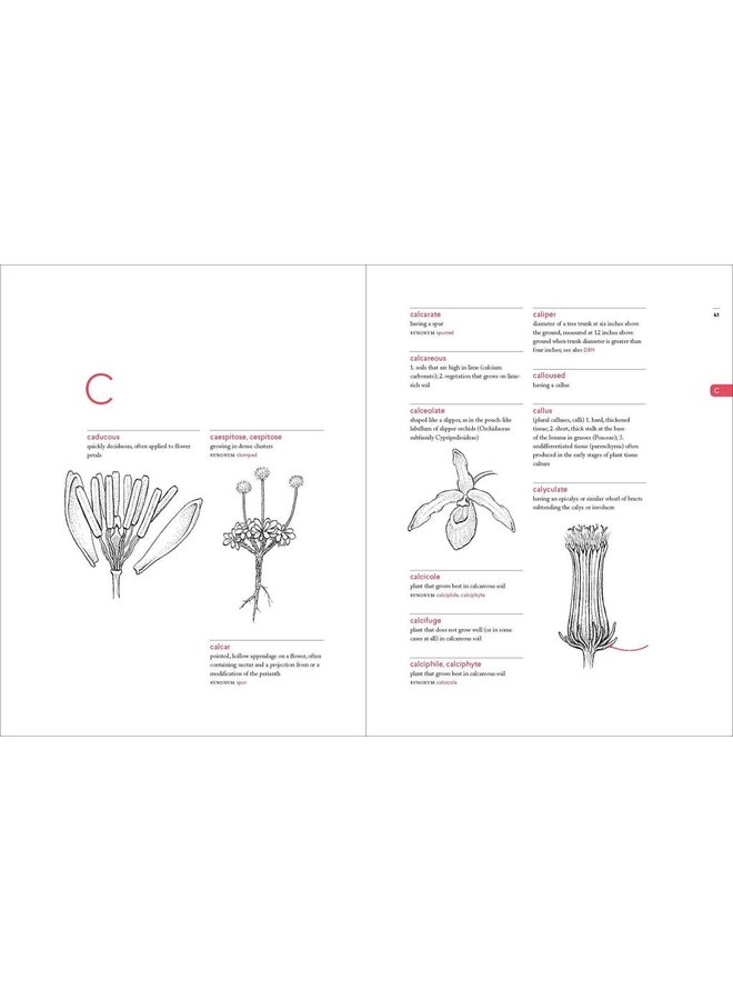 A Botanist's Vocabulary: 1300 Terms Explained and Illustrated