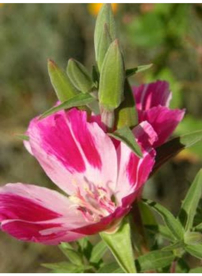 Clarkia amoena - Farewell to Spring (Seed)