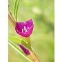 Clarkia purpurea - Purple Clarkia, Winecup Clarkia (Seed)
