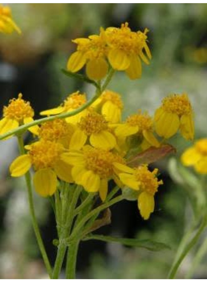 Eriophyllum confertiflorum - Golden Yarrow (Seed)
