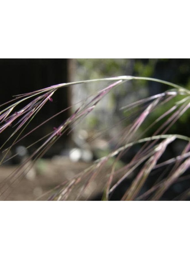 Aristida purpurea - Purple Three Awn (Seed)
