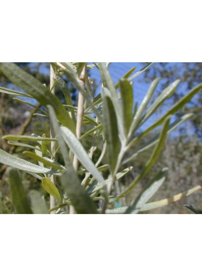 Atriplex canescens - Four-Winged Saltbush or Shad-Scale (Seed)