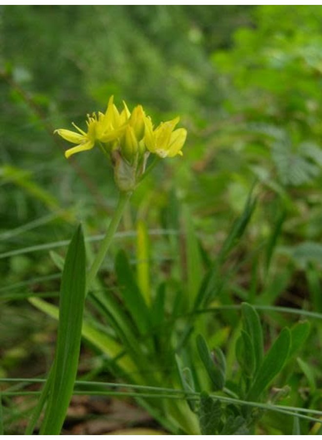 Bloomeria crocea - Golden Stars (Seed)