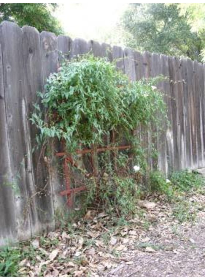 Calystegia macrostegia - Coast Morning Glory, Island Morning Glory (Seed)