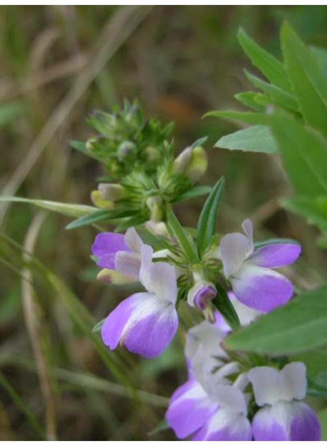 Collinsia heterophylla - Chinese Houses (Seed)