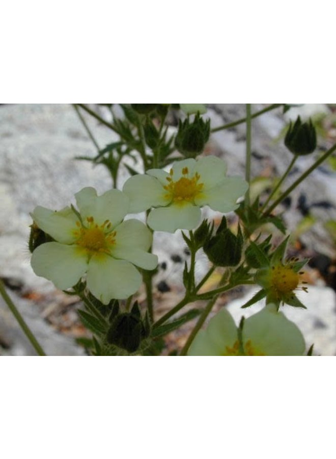 Drymocallis glandulosa - Sticky Cinquefoil (Seed)