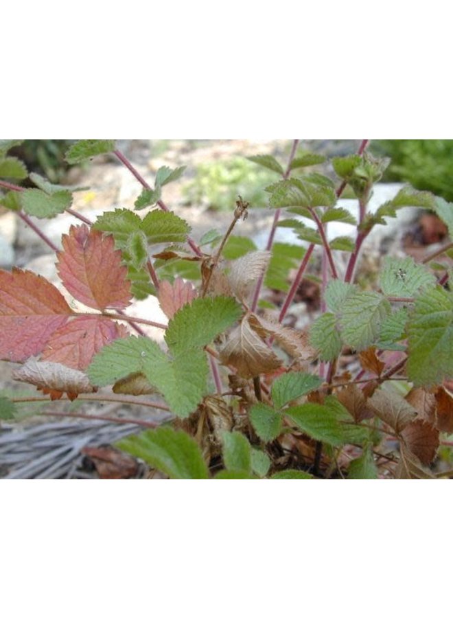 Drymocallis glandulosa - Sticky Cinquefoil (Seed)