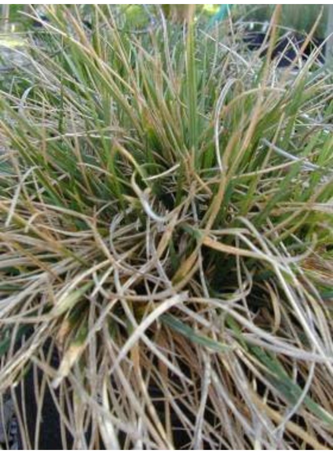 Deschampsia cespitosa - Tufted Hairgrass (Seed)