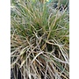 Deschampsia cespitosa - Tufted Hairgrass (Seed)