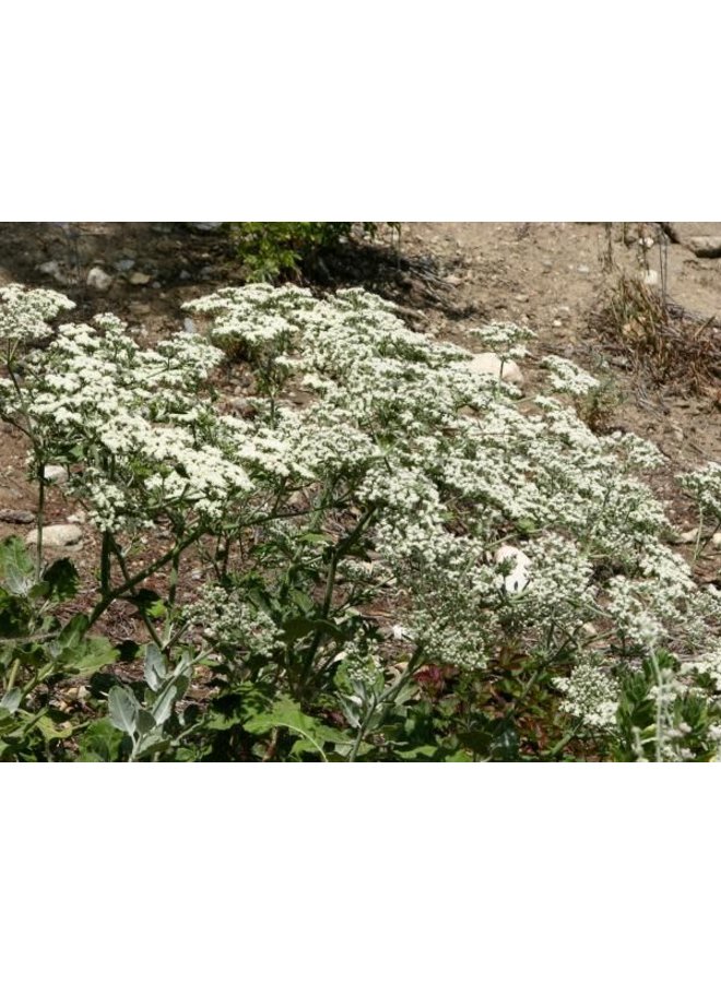 Eriogonum giganteum - St. Catherine's Lace (Seed)