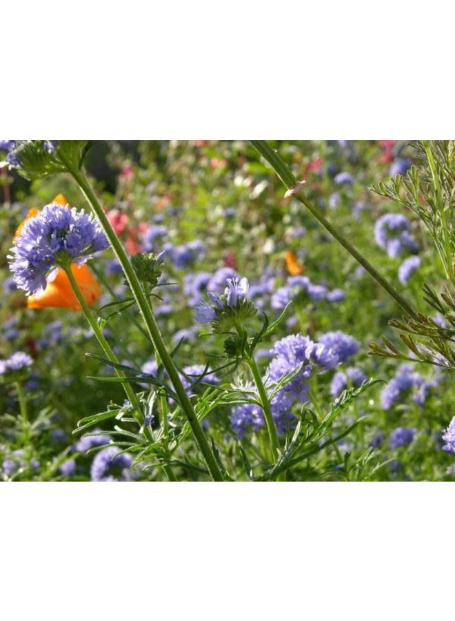 Gilia capitata - Globe Gilia, Bluehead Gilia (Seed)
