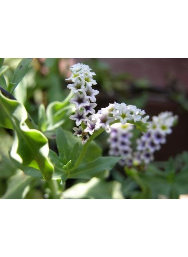 Heliotropium curassavicum - Salt Heliotrope (Seed)
