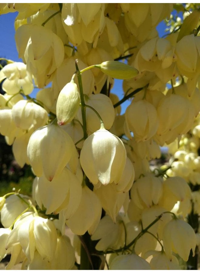 Hesperoyucca whipplei - Chaparral Yucca, Our Lord's Candle (Seed)