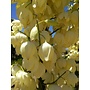 Hesperoyucca whipplei - Chaparral Yucca, Our Lord's Candle (Seed)