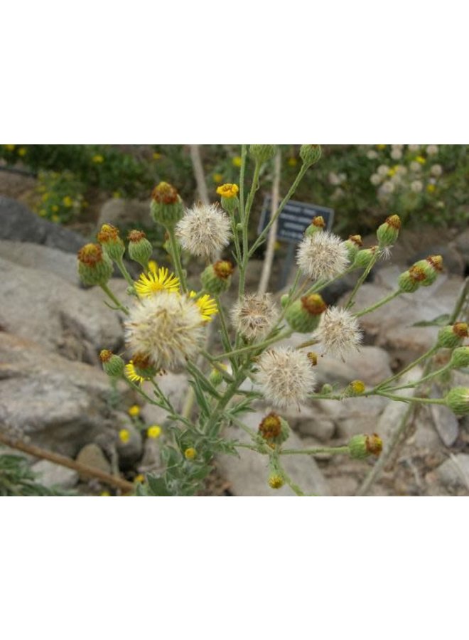 Heterotheca grandiflora - Telegraph Weed (Seed)