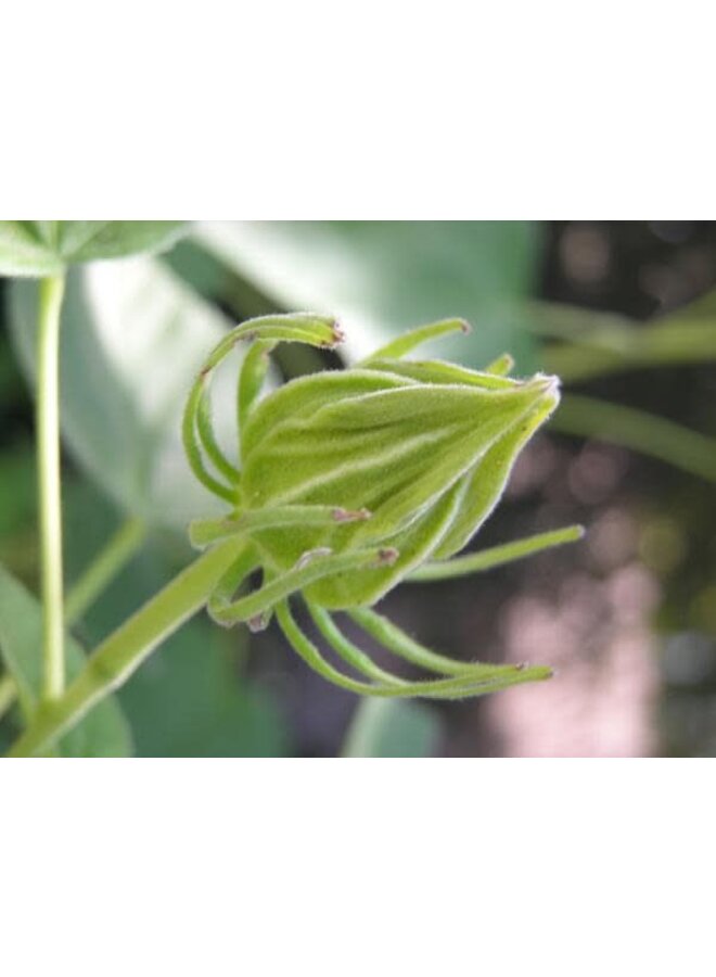Hibiscus lasiocarpus - California Hibiscus (Seed)