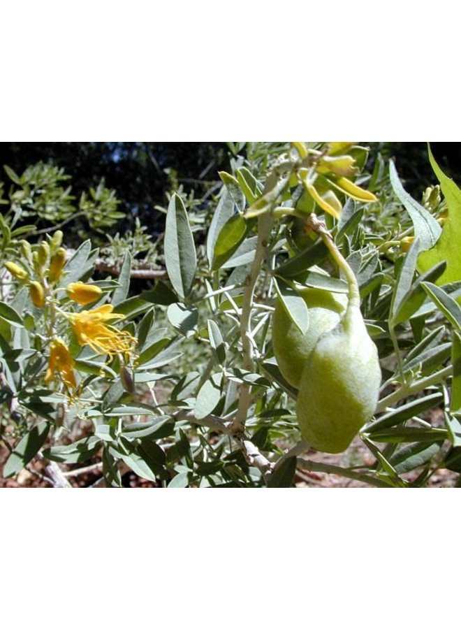 Peritoma arborea - Bladderpod (Seed)