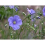 Linum lewisii - Blue Flax (Seed)
