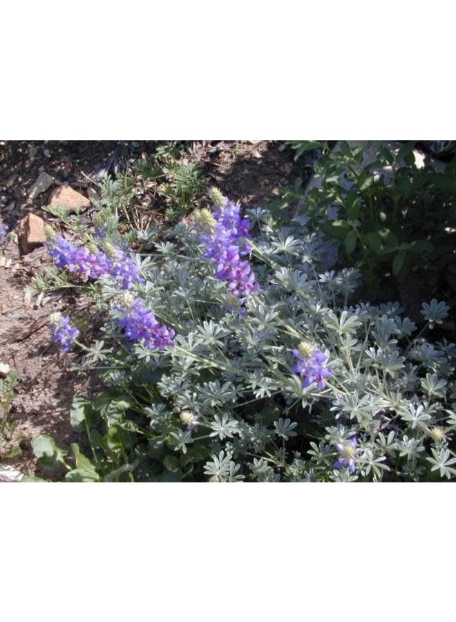 Lupinus excubitus - Grape Soda Lupine (Seed)