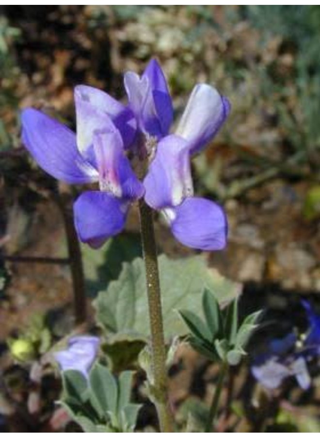 Lupinus nanus - Sky Lupine (Seed)