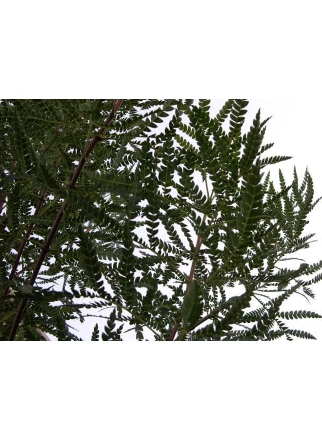 Lyonothamnus floribundus - Catalina Ironwoood (Seed)