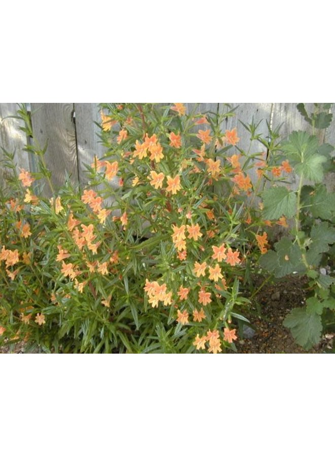Diplacus longiflorus - Bush Monkeyflower, Sticky Monkeyflower (Seed)