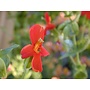 Erythranthe cardinalis - Scarlet Monkeyflower (Seed)