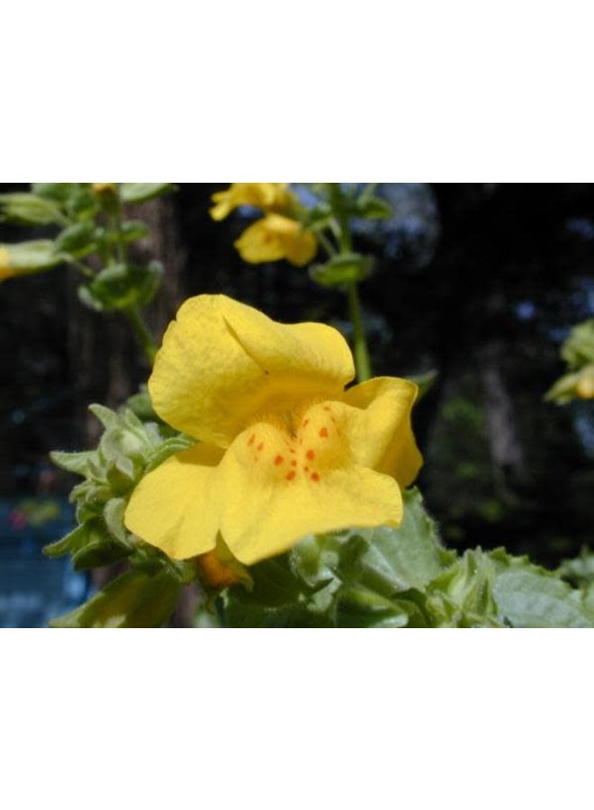Erythranthe guttata - Yellow Monkey Flower (Seed)