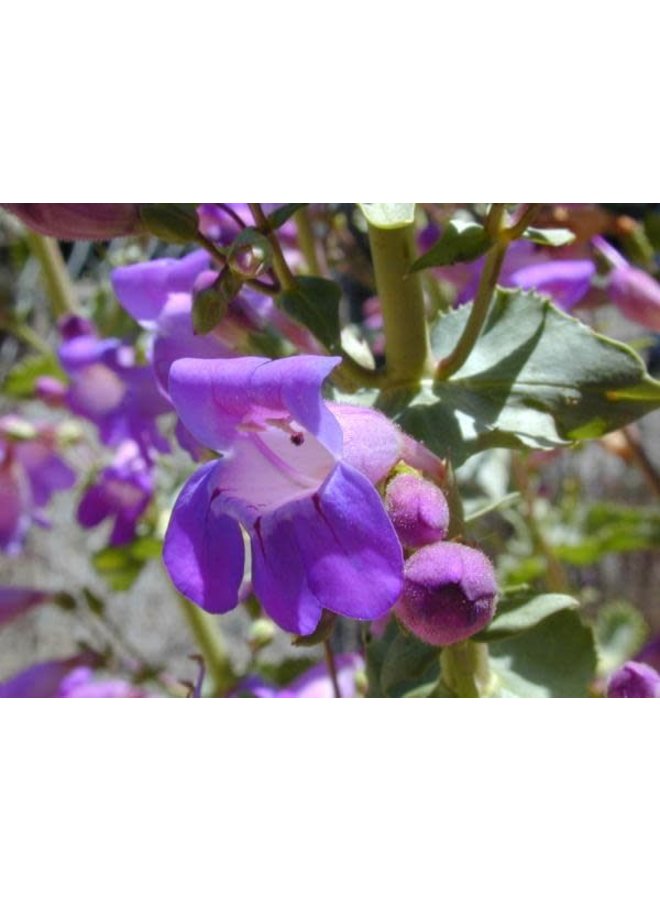 Penstemon spectabilis - Showy Penstemon (Seed)