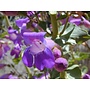 Penstemon spectabilis - Showy Penstemon (Seed)
