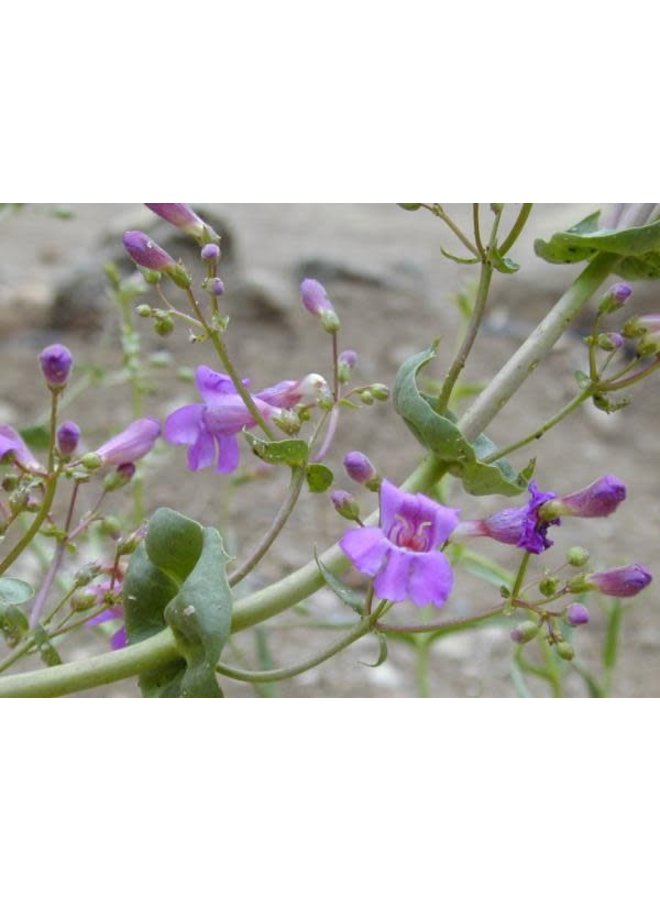 Penstemon spectabilis - Showy Penstemon (Seed)