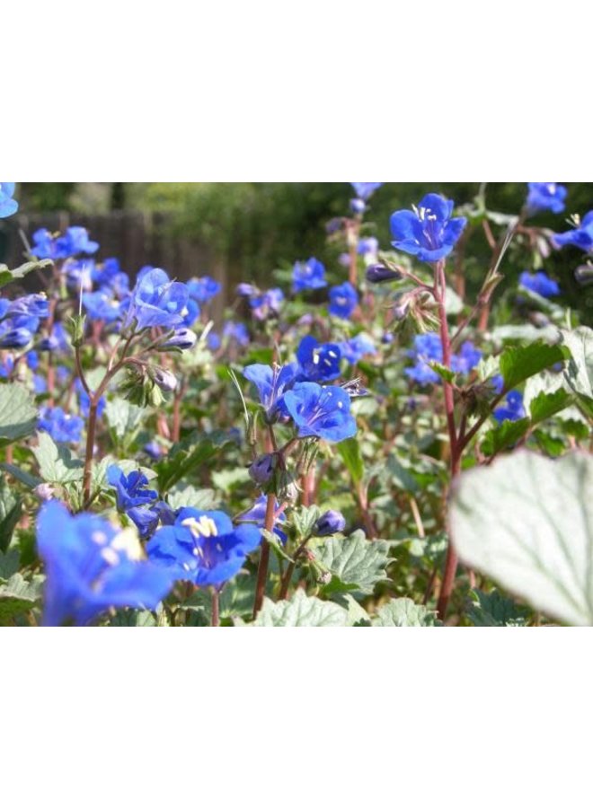 Phacelia campanularia - Desert Bluebells (Seed)